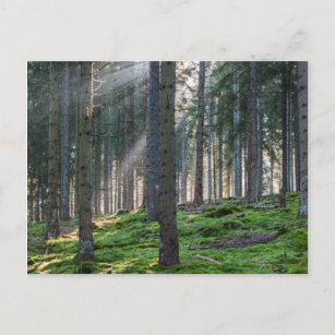 Sunbeams in the Black Forest Postcard