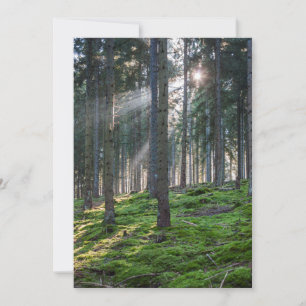 Sunbeams in the Black Forest Thank You Card