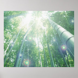Sunbeams shining through bamboos poster