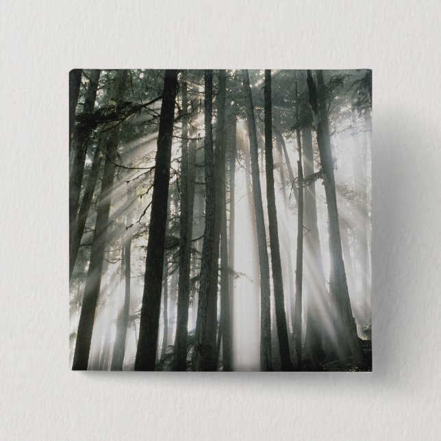 Sunbeams streaming through trees, Mount Rainier 2 Inch Square Button (Front)