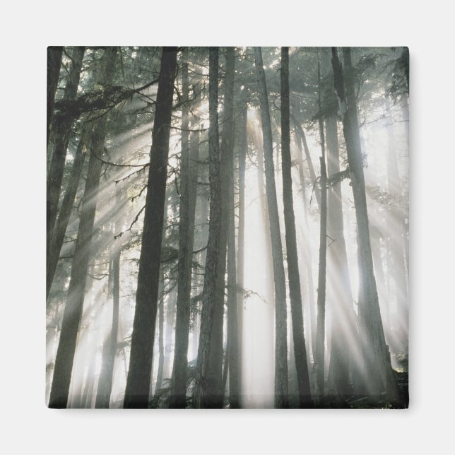 Sunbeams streaming through trees, Mount Rainier Magnet (Front)