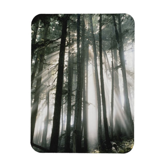 Sunbeams streaming through trees, Mount Rainier Magnet (Vertical)