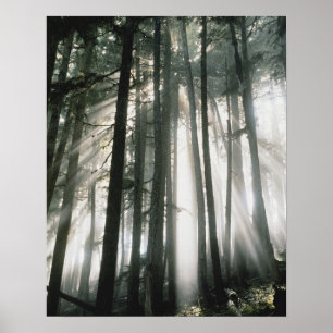 Sunbeams streaming through trees, Mount Rainier Poster
