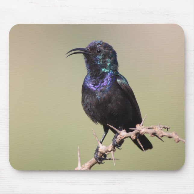 Sunbird Mouse Pad (Front)