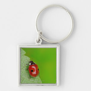 Sunburst above tiny ladybird climbing up a fresh keychain
