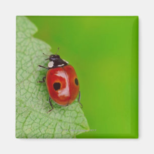 Sunburst above tiny ladybird climbing up a fresh magnet