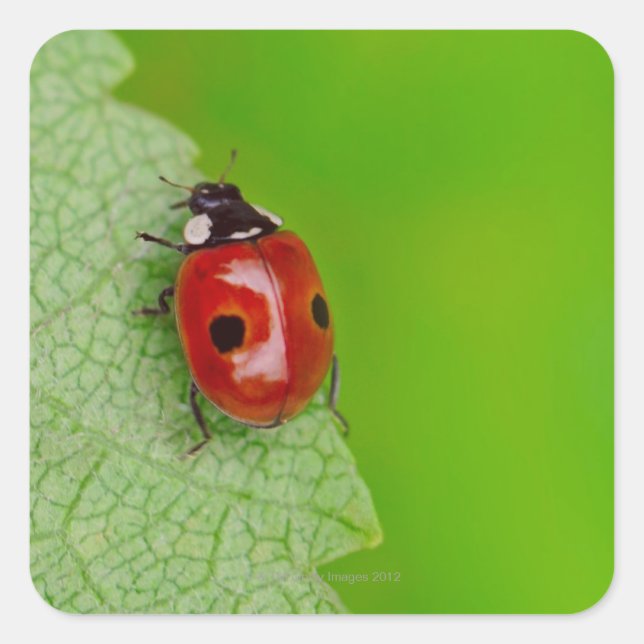 Sunburst above tiny ladybird climbing up a fresh square sticker (Front)