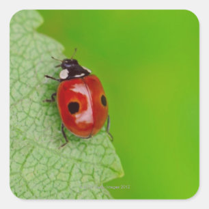 Sunburst above tiny ladybird climbing up a fresh square sticker