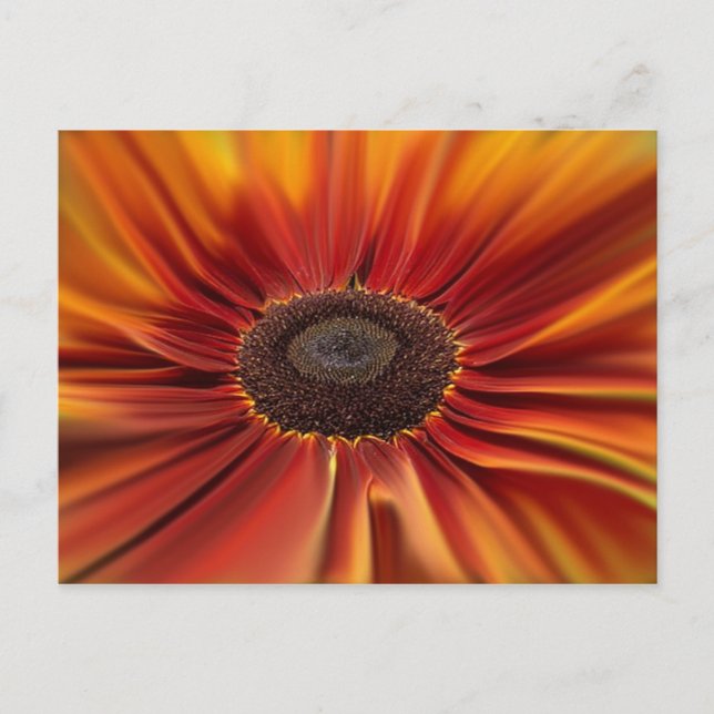 Sunburst Postcard (Front)