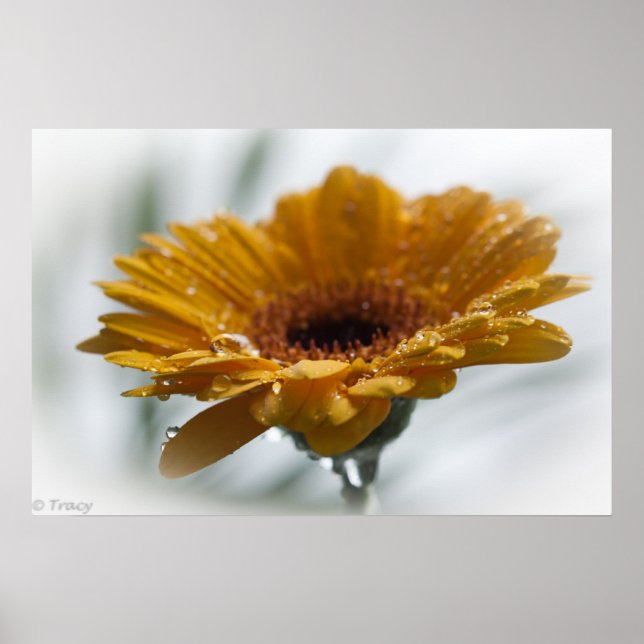 Sunchyme Gerbera Poster (Front)