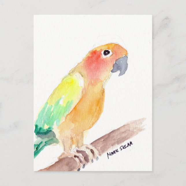 sunconure2 postcard (Front)