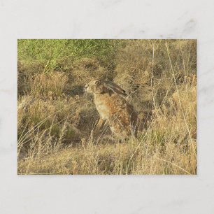 Sundown Jackrabbit Postcard