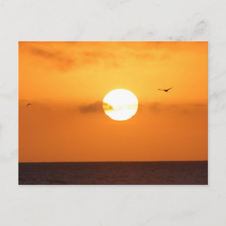 Sundown over the ocean: pelican postcard