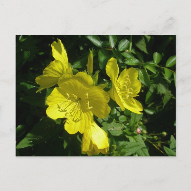 Sundrops Primrose Coordinating Items Postcard (Front)