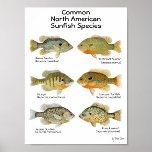 Sunfish Poster
