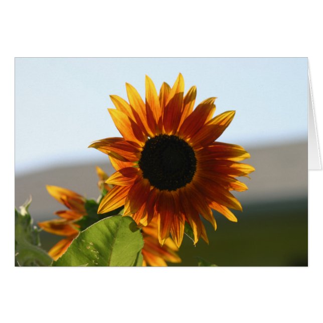 sunflower (Front Horizontal)
