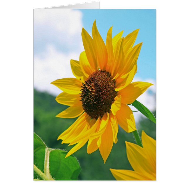 Sunflower (Front)