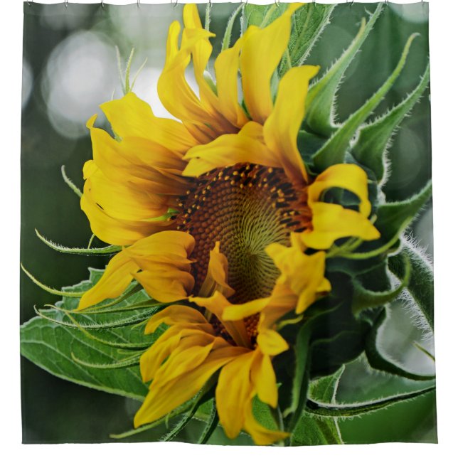 Sunflower (Front)