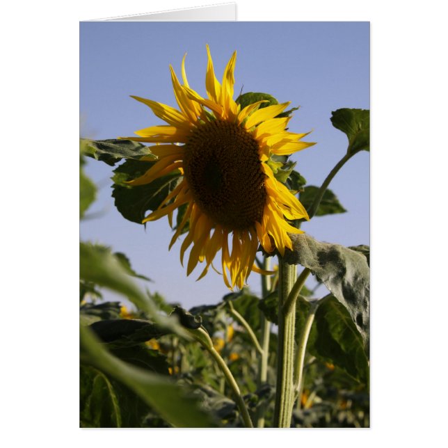 Sunflower (Front)