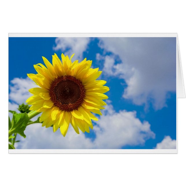 Sunflower (Front Horizontal)