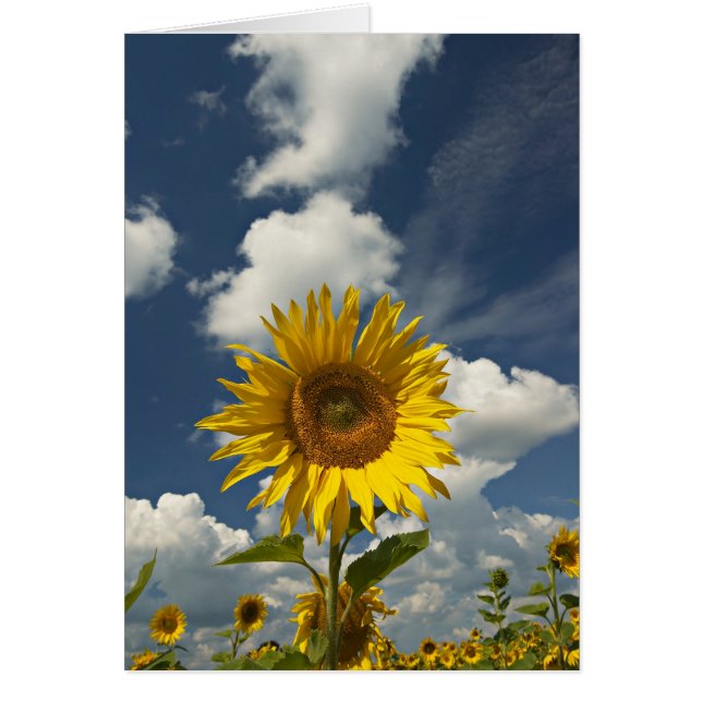 SUNFLOWER (Front)