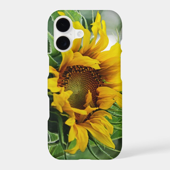 Sunflower (Back)