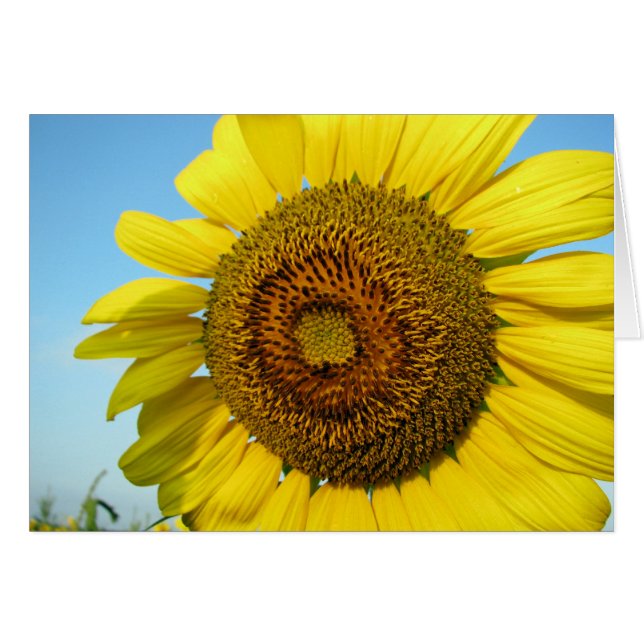 Sunflower (Front Horizontal)