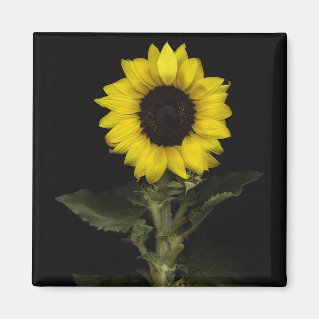 Sunflower 11 magnet (Front)