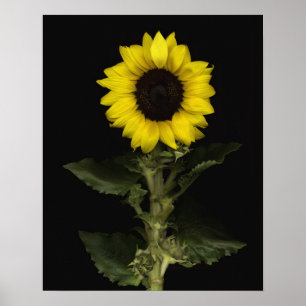 Sunflower 11 poster