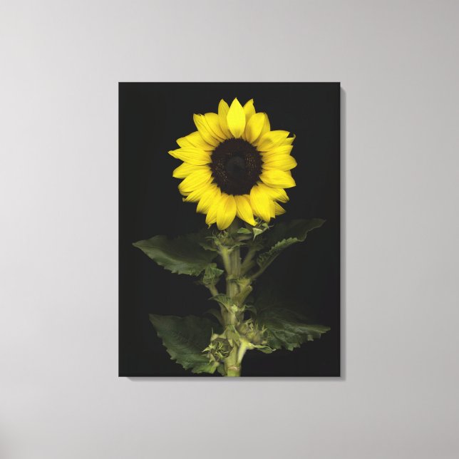 Sunflower 14 canvas print (Front)