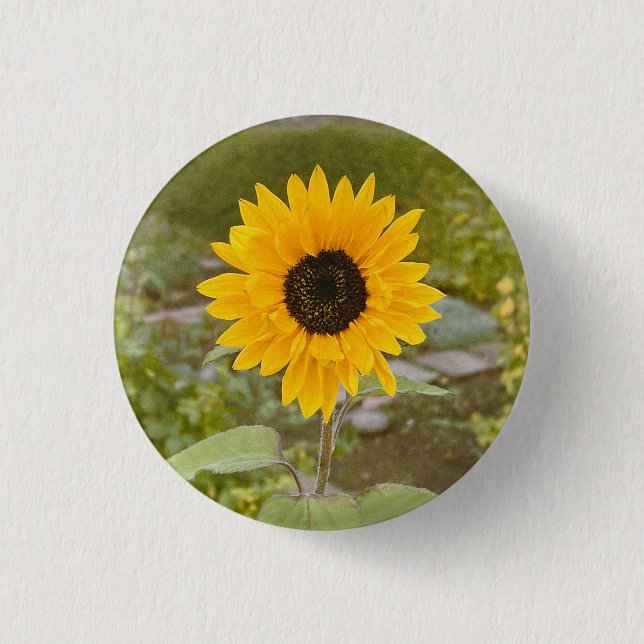 Sunflower  1 inch round button (Front)