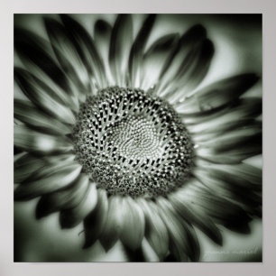 Sunflower 1 Square Poster Print