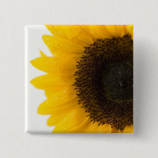 sunflower 2 inch square button