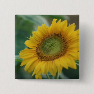 Sunflower 2 Inch Square Button