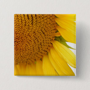 Sunflower 2 Inch Square Button