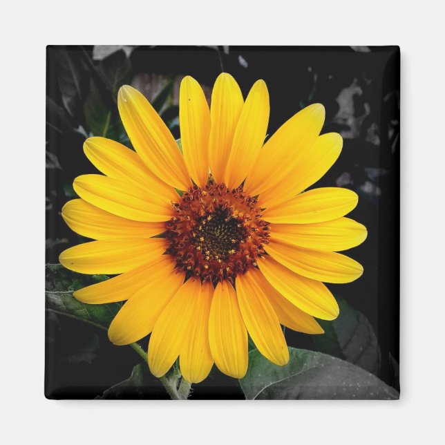 Sunflower 2 magnet (Front)