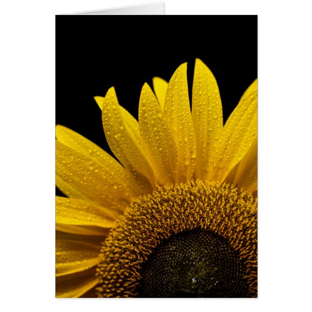 Sunflower after the rain (Front)