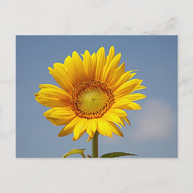 Sunflower Against Blue Sky Postcard (Front)