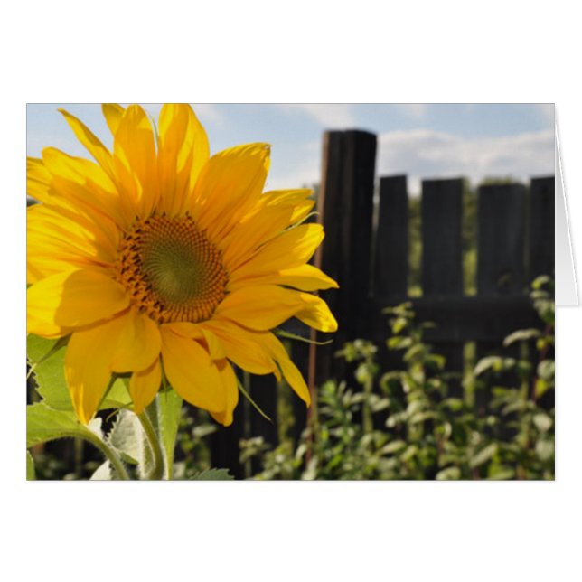 Sunflower and Fence (Front Horizontal)