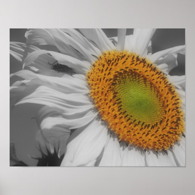 Sunflower And Insect Friend Partial Colour Poster (Front)