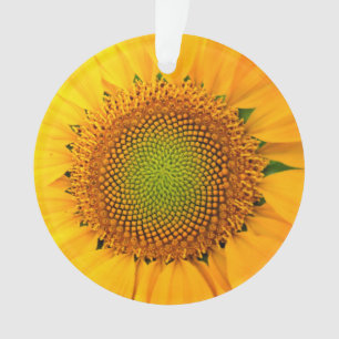 Sunflower and Seeds, Spiral, Golden Ratio  Ornament