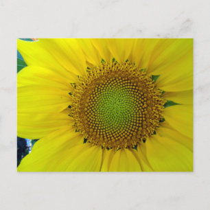 Sunflower and Seeds, Spiral, Golden Ratio Postcard