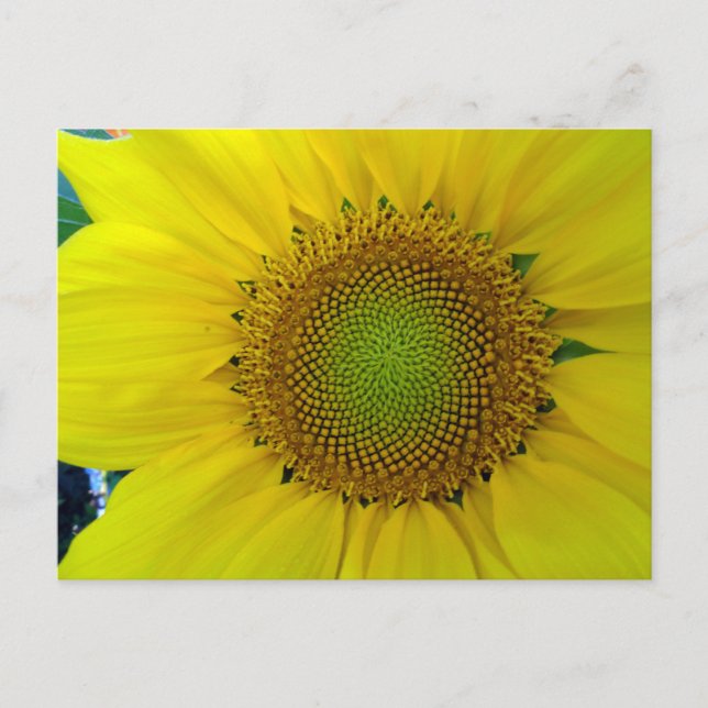 Sunflower and Seeds, Spiral, Golden Ratio  Postcard (Front)