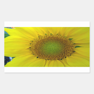 Sunflower and Seeds, Spiral, Golden Ratio Sticker