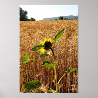 Sunflower and Wheat Poster
