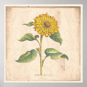 Sunflower Antique Botanical Print Poster