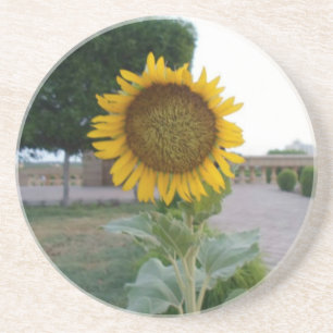 Sunflower Art Print Coaster