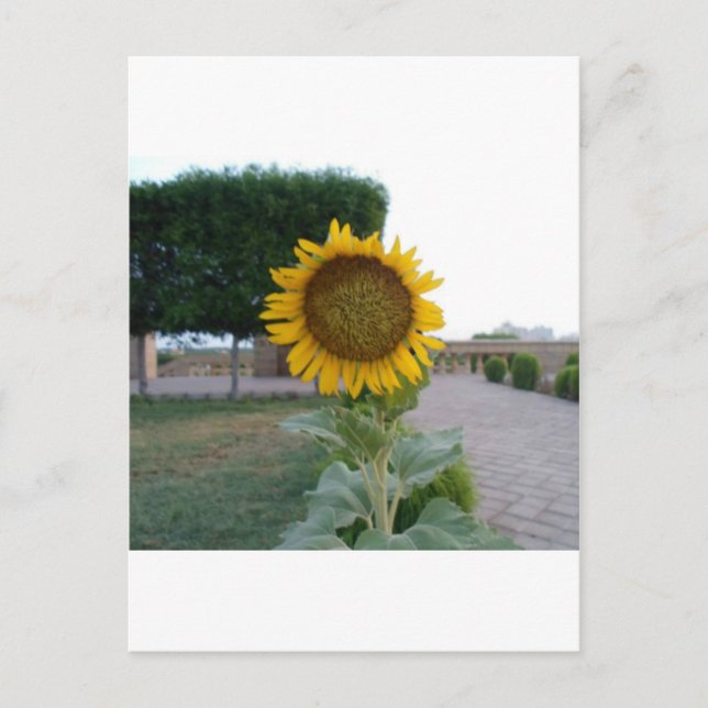 Sunflower Art Print Postcard (Front)