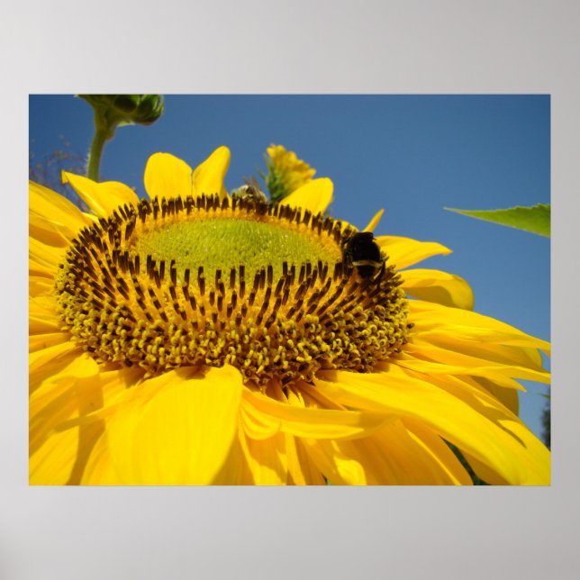 Sunflower Art prints Honey Bee Blue Sky Landscape (Front)