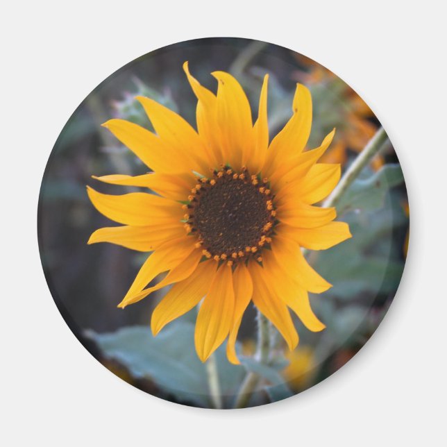 Sunflower at Dusk Magnet (Front)